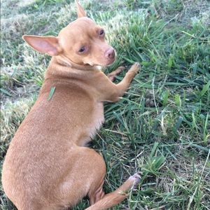 Meet your Posher, Misty